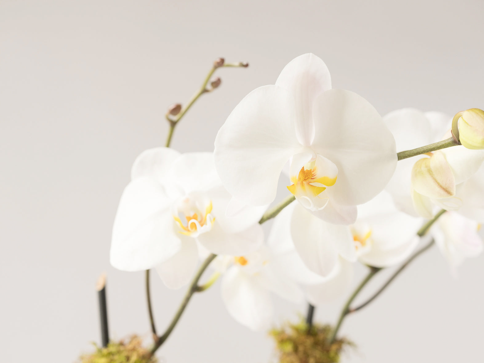 Élan Signature Orchid Arrangement - Élan Flowers