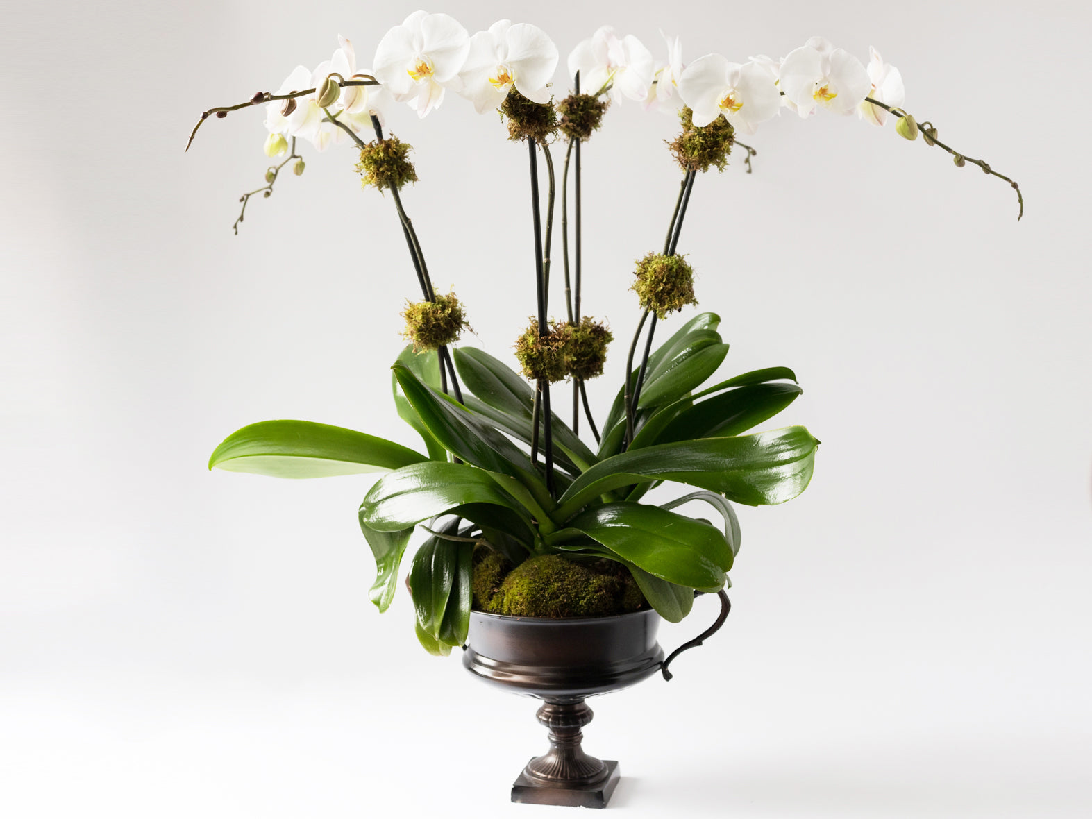 Élan Signature Orchid Arrangement - Élan Flowers