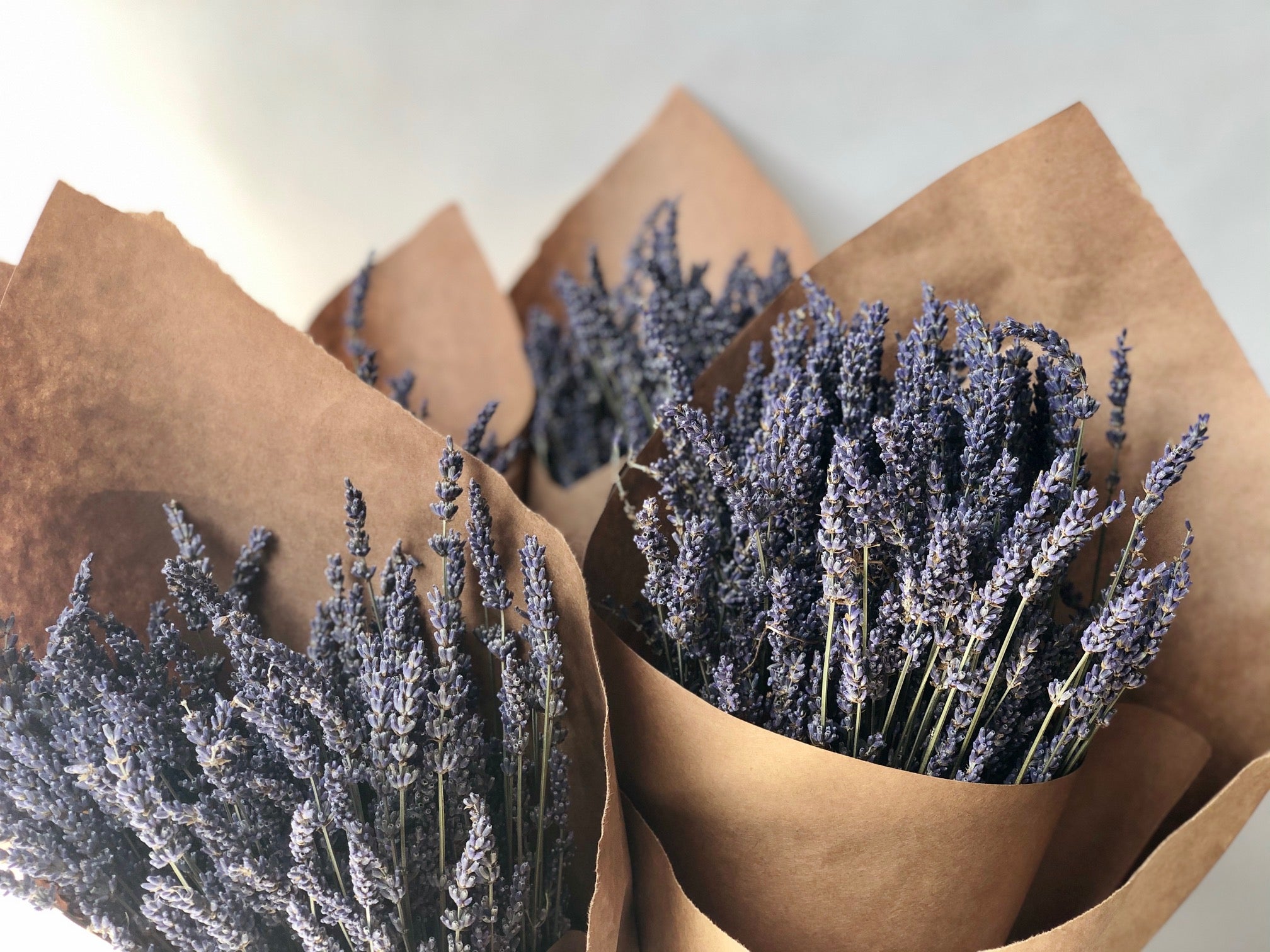 Dried Lavender from the South of France - Élan Flowers