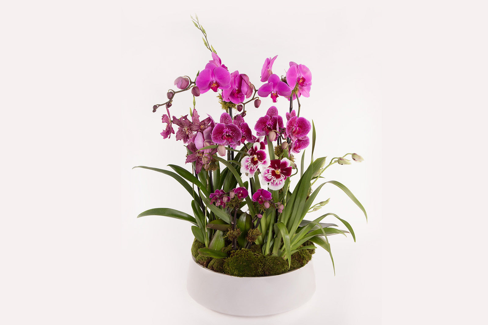Garden of Orchids - Élan Flowers