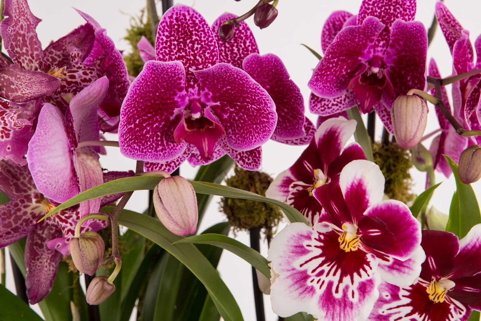 Garden of Orchids - Élan Flowers