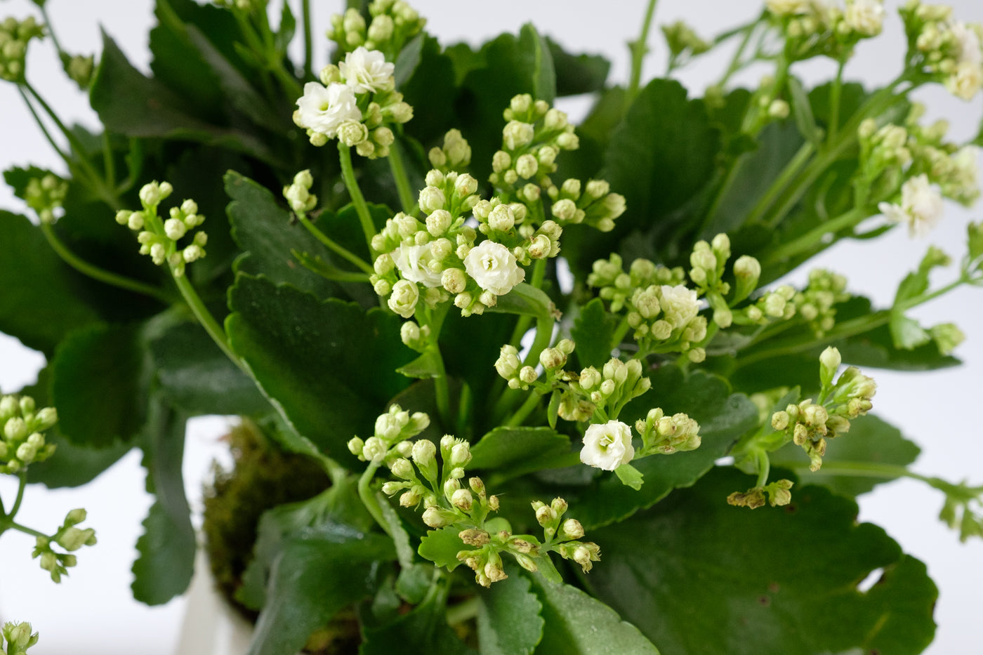 Kalanchoe Plant - Élan Flowers