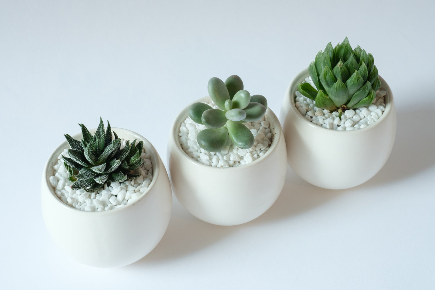 Succulent Trio - Élan Flowers