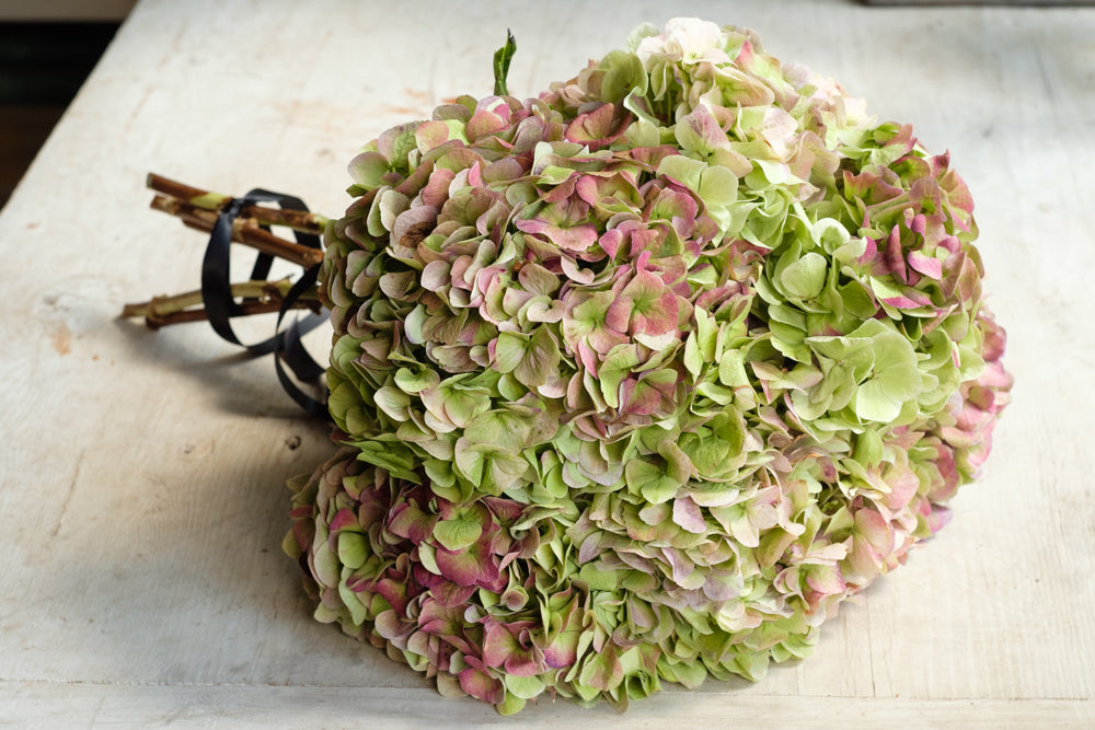 Antique Hydrangea - Élan Flowers