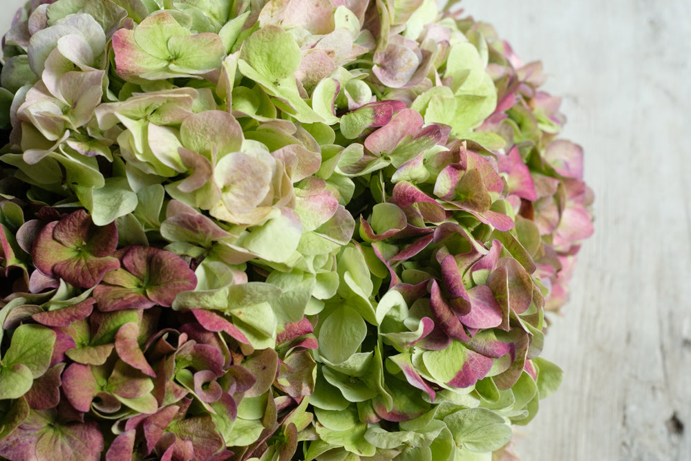Antique Hydrangea - Élan Flowers