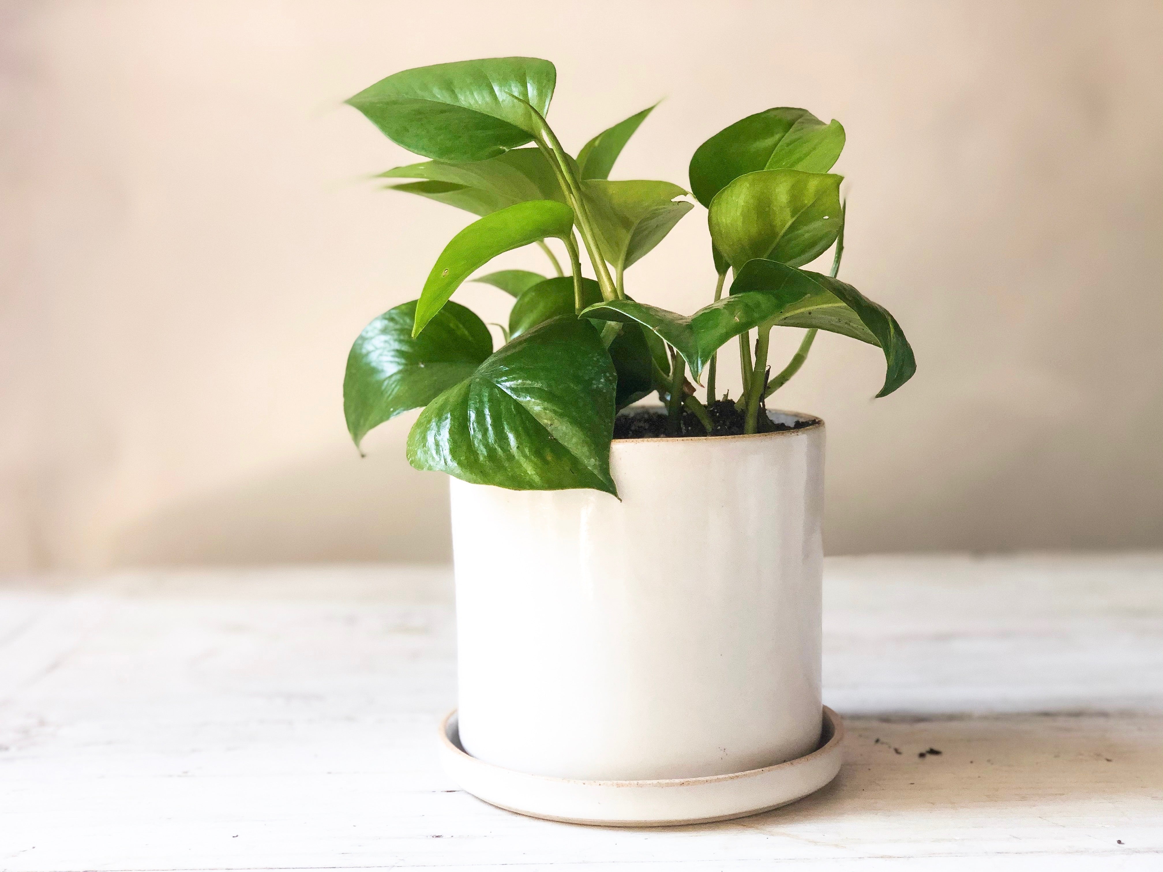 Pothos Plant - Élan Flowers