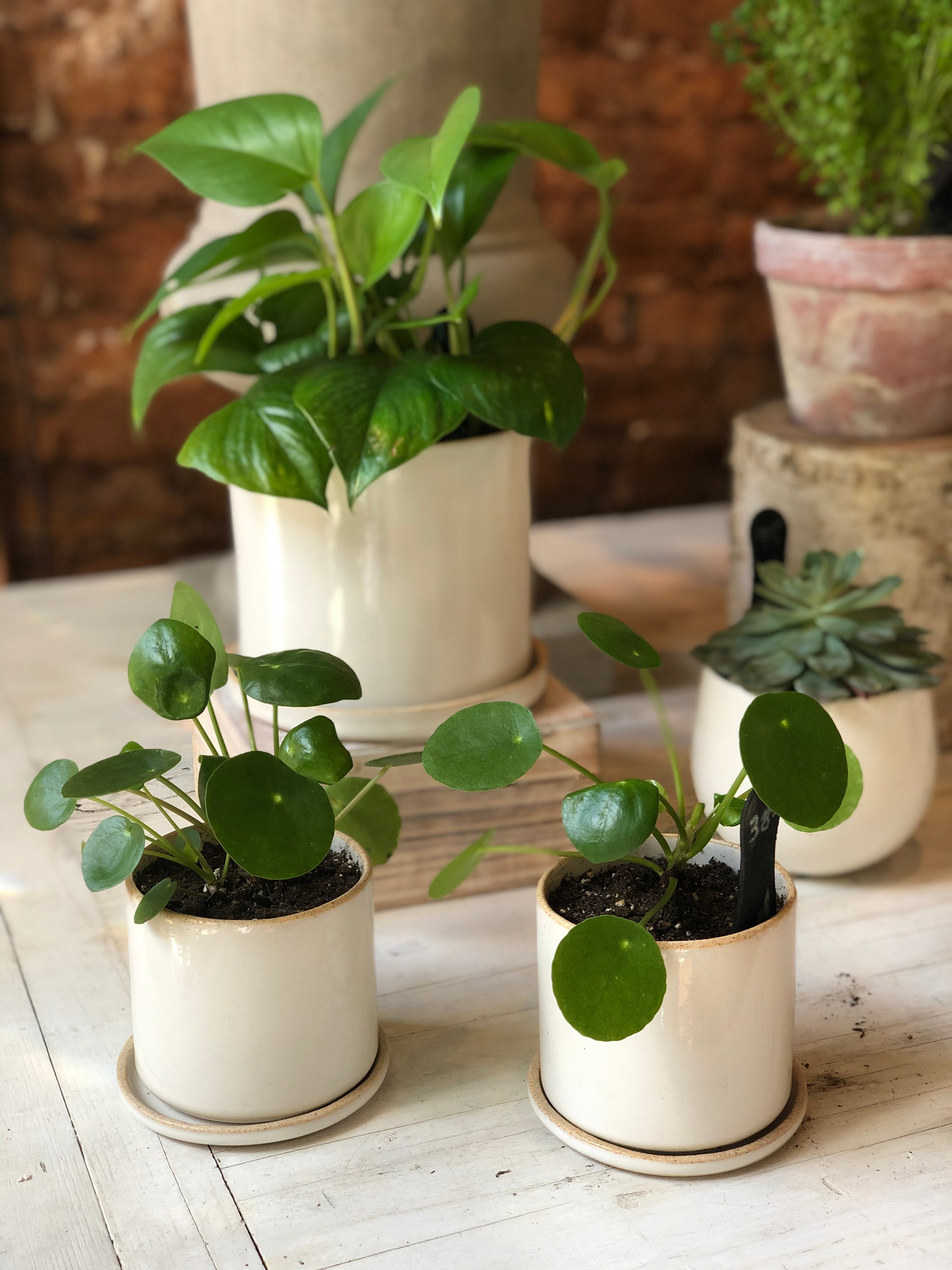 Pothos Plant - Élan Flowers