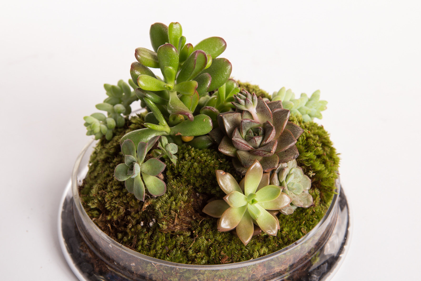 Cloche Terrarium - Élan Flowers