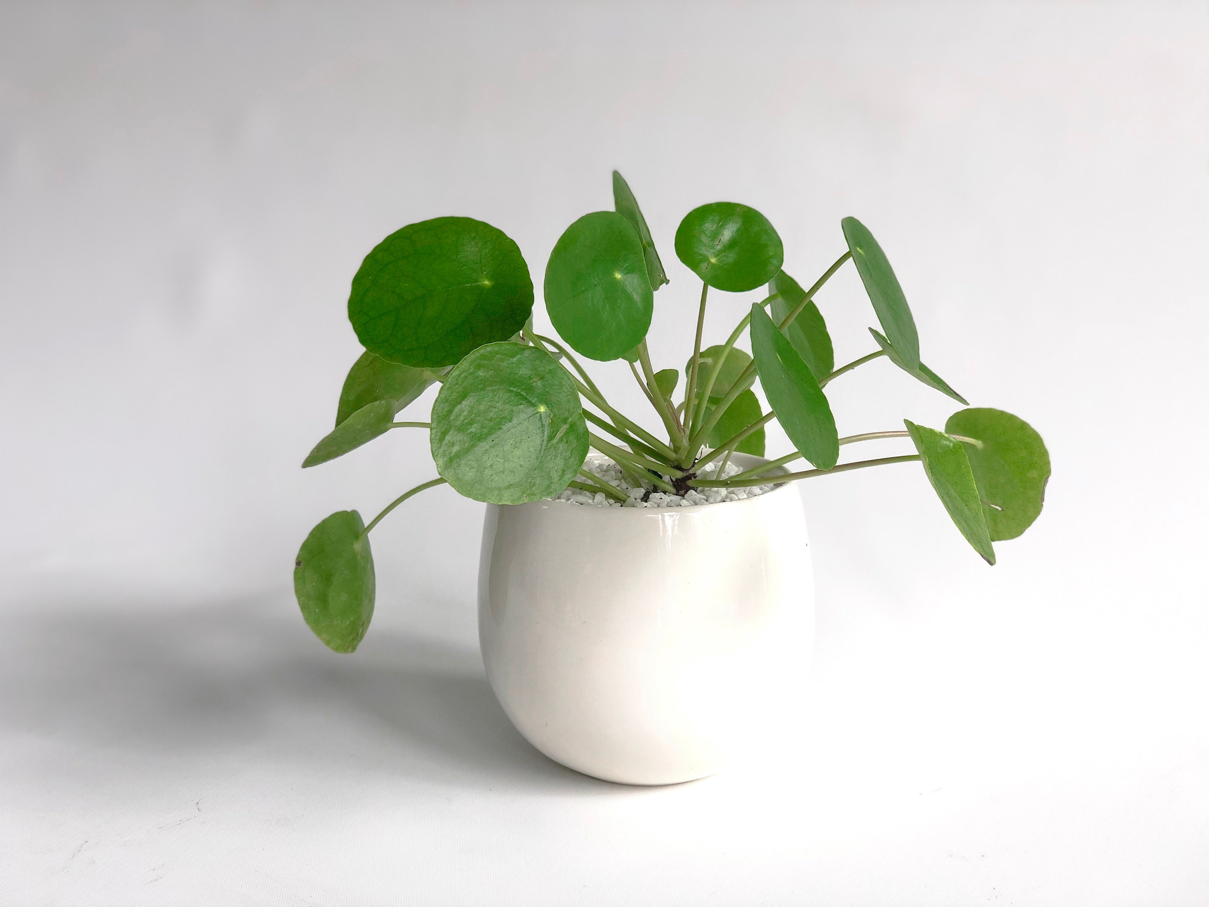 Pilea - Élan Flowers