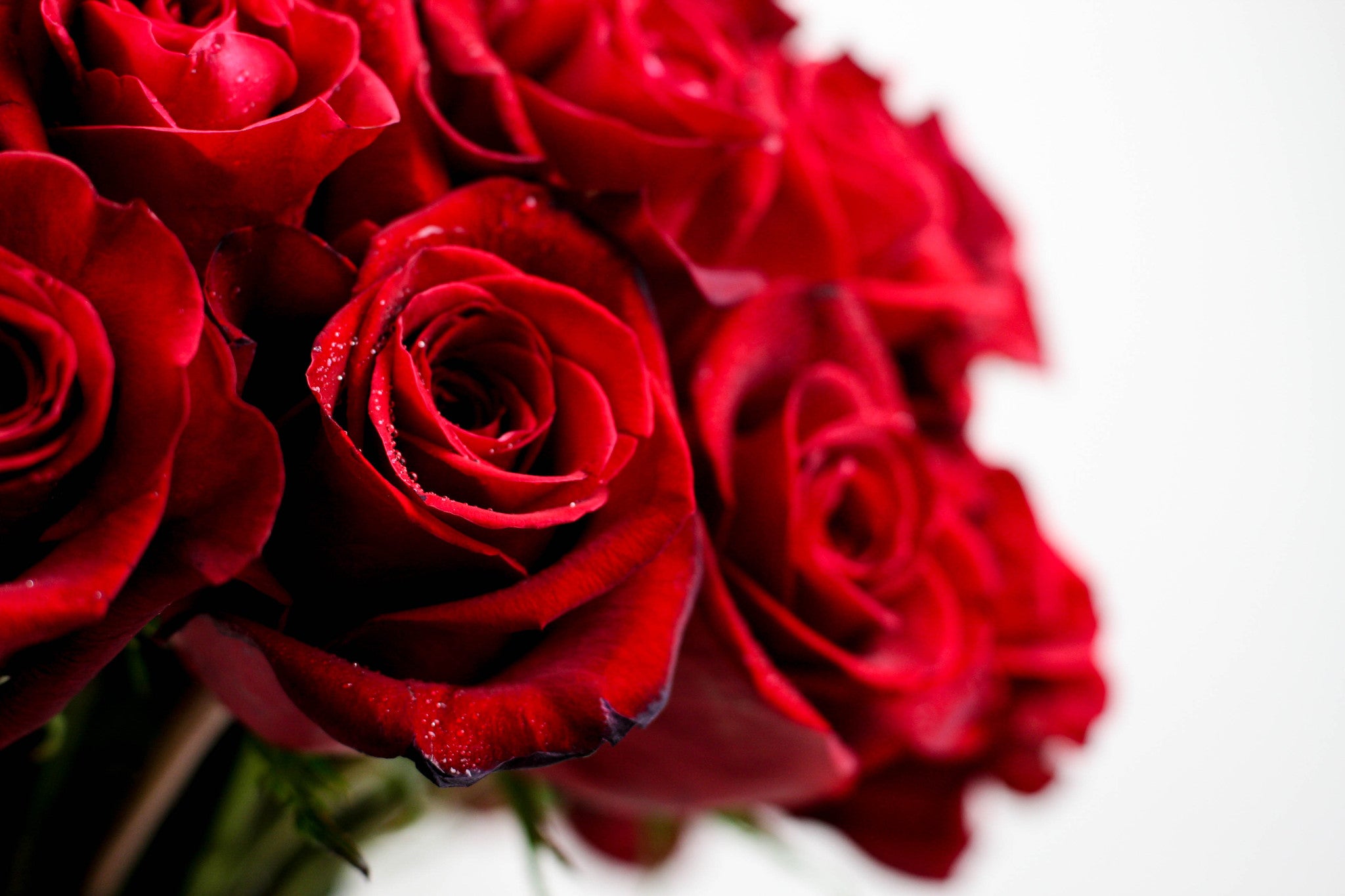 The Classic Statement - Élan Flowers