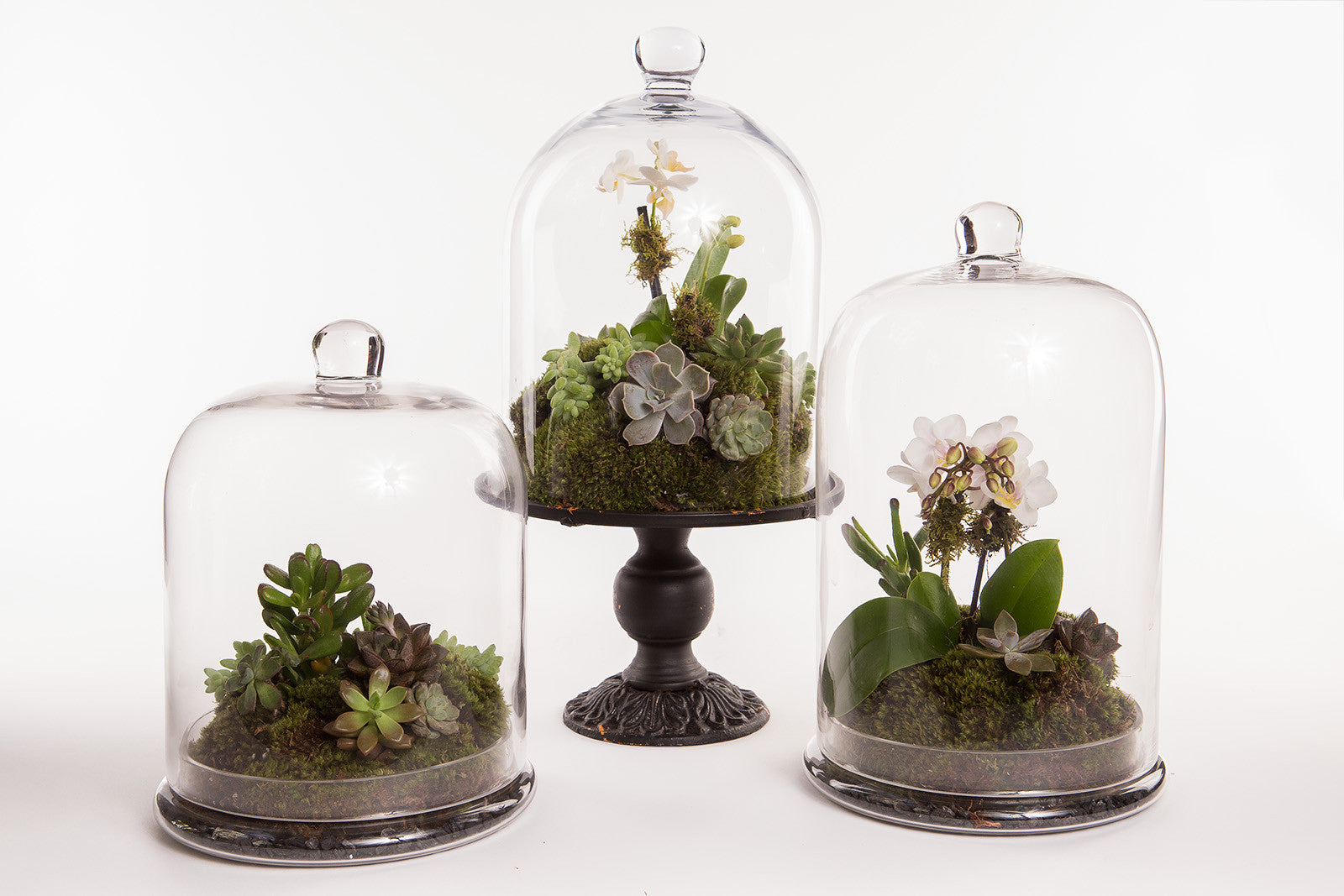 Cloche Terrarium - Élan Flowers